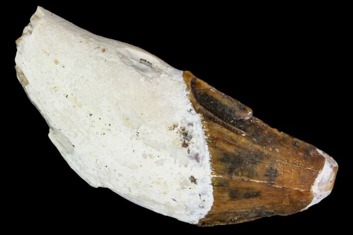 Primitive Whale (Basilosaur) Tooth - Dakhla, Morocco #106318